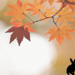 Visuel article Fête Automne livre enfant Pancake Voyage